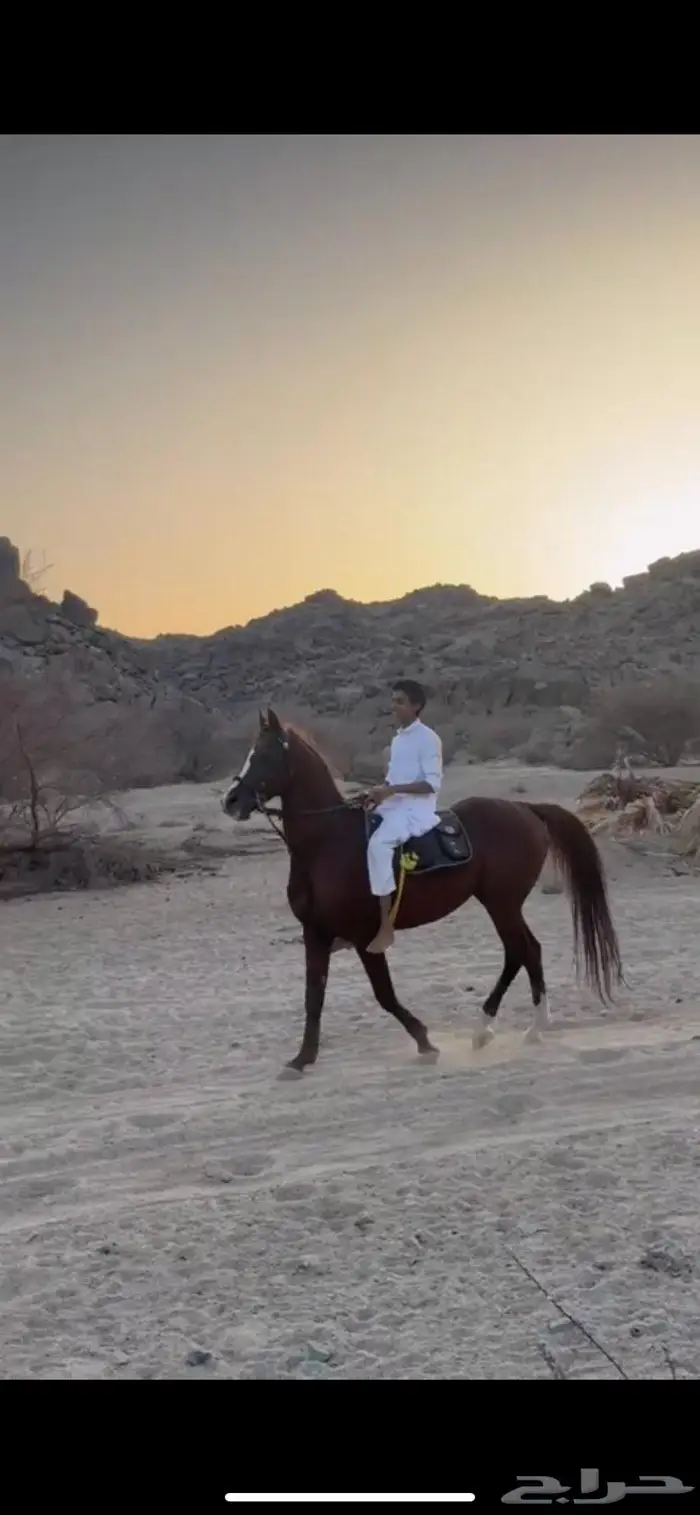 حصان سباقات 7