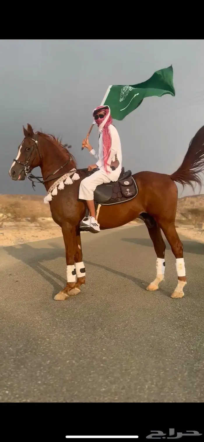 حصان سباقات 6