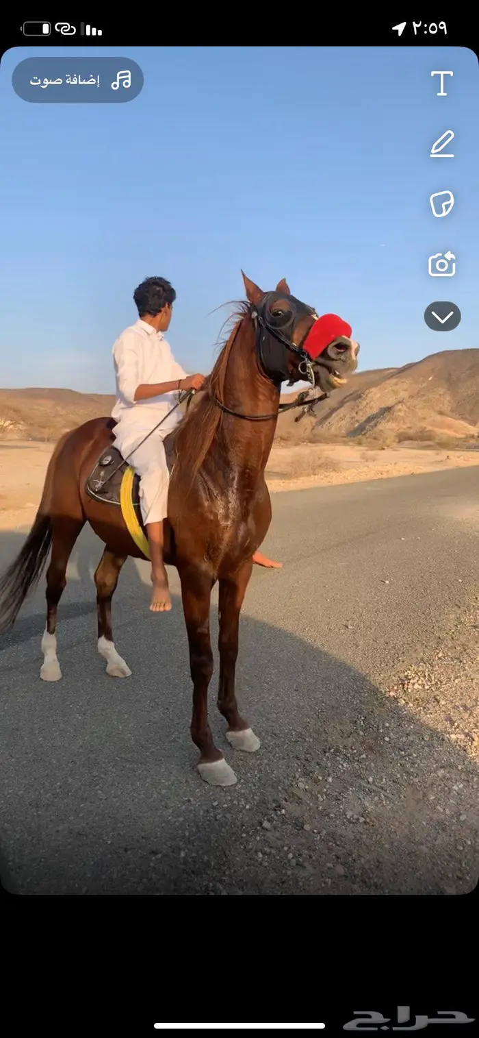 حصان سباقات 9