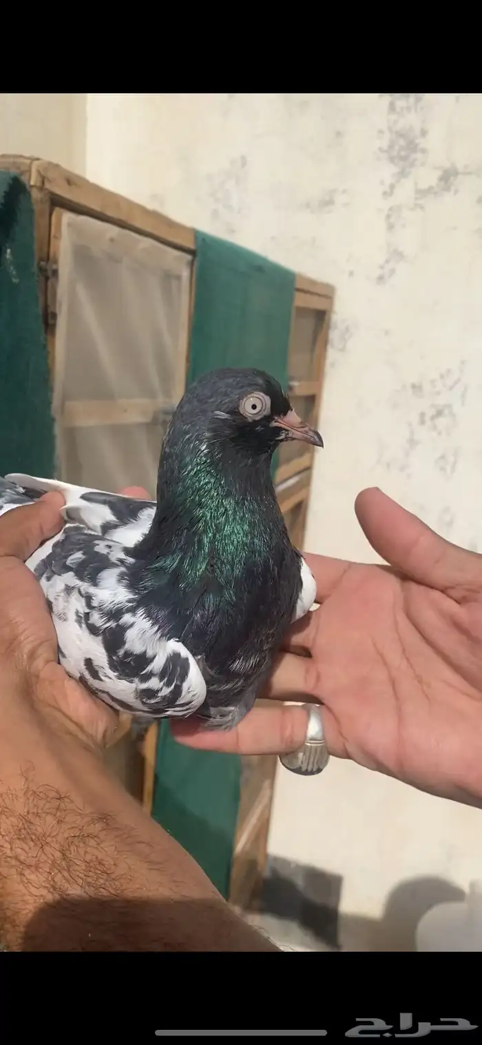 حمام باكستاني 13
