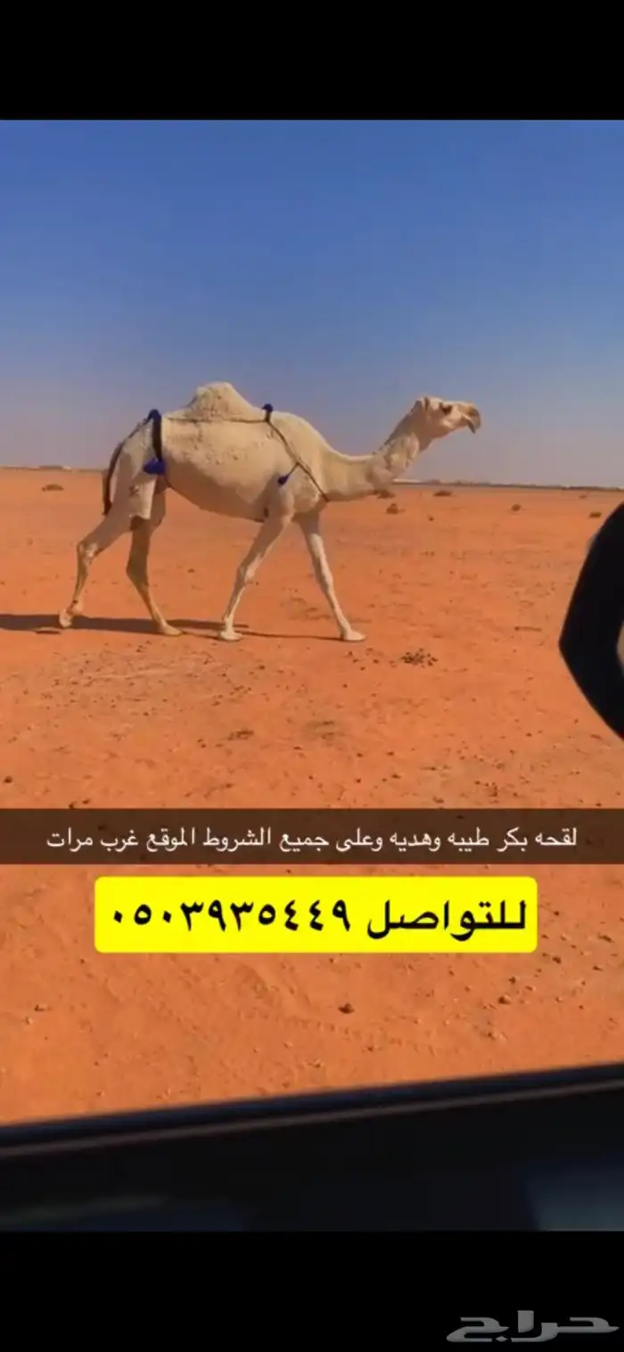 للبيع لقحه كفو 0