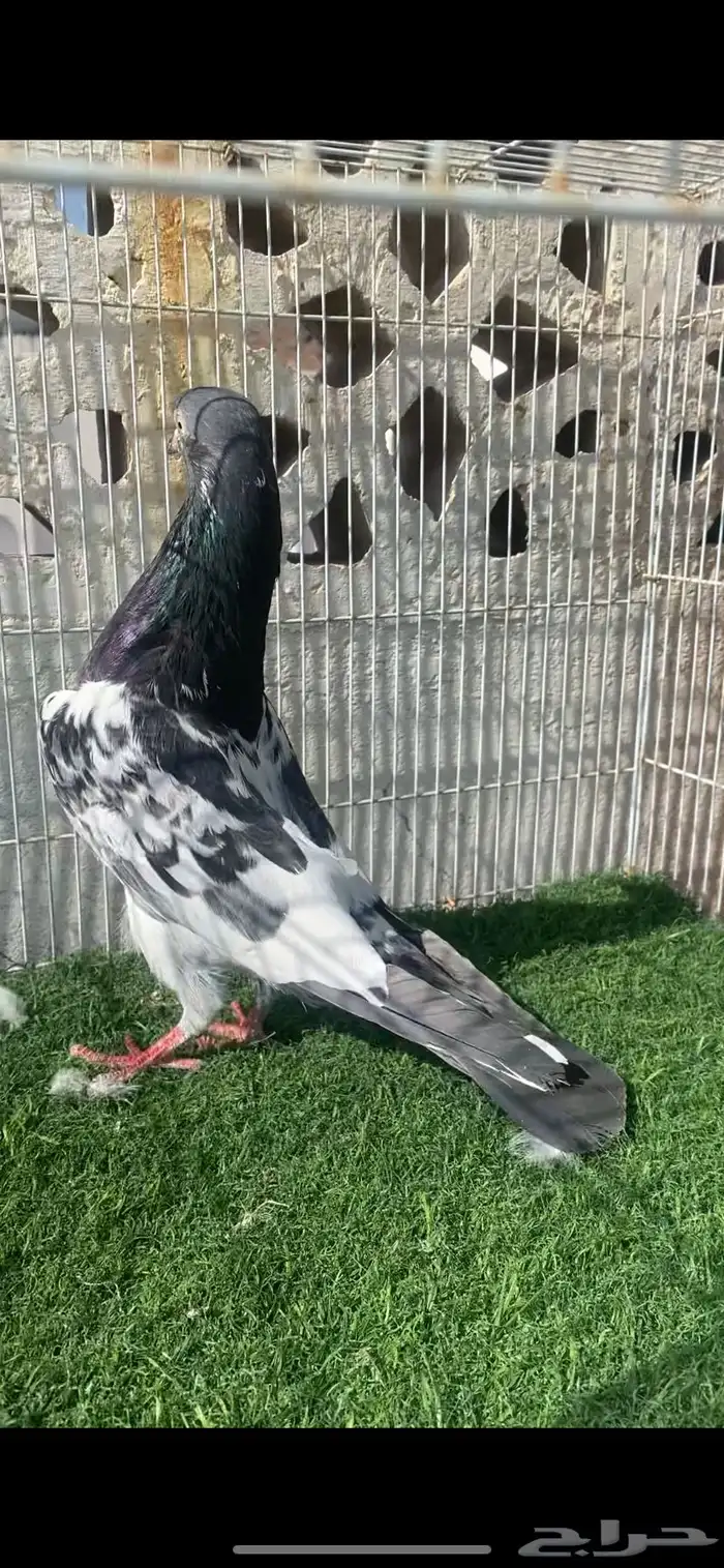 حمام باكستاني 12