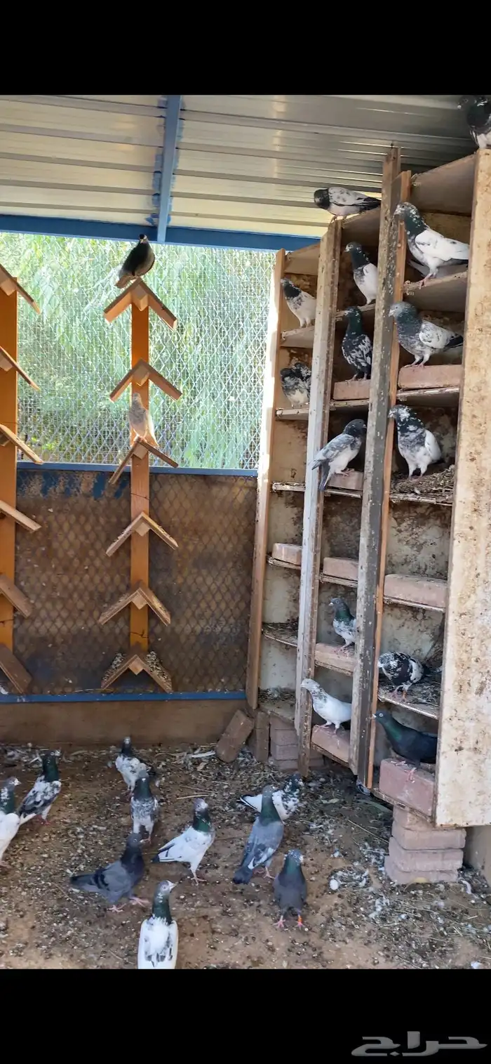 حمام باكستاني للبيع موقع رفحاء 0