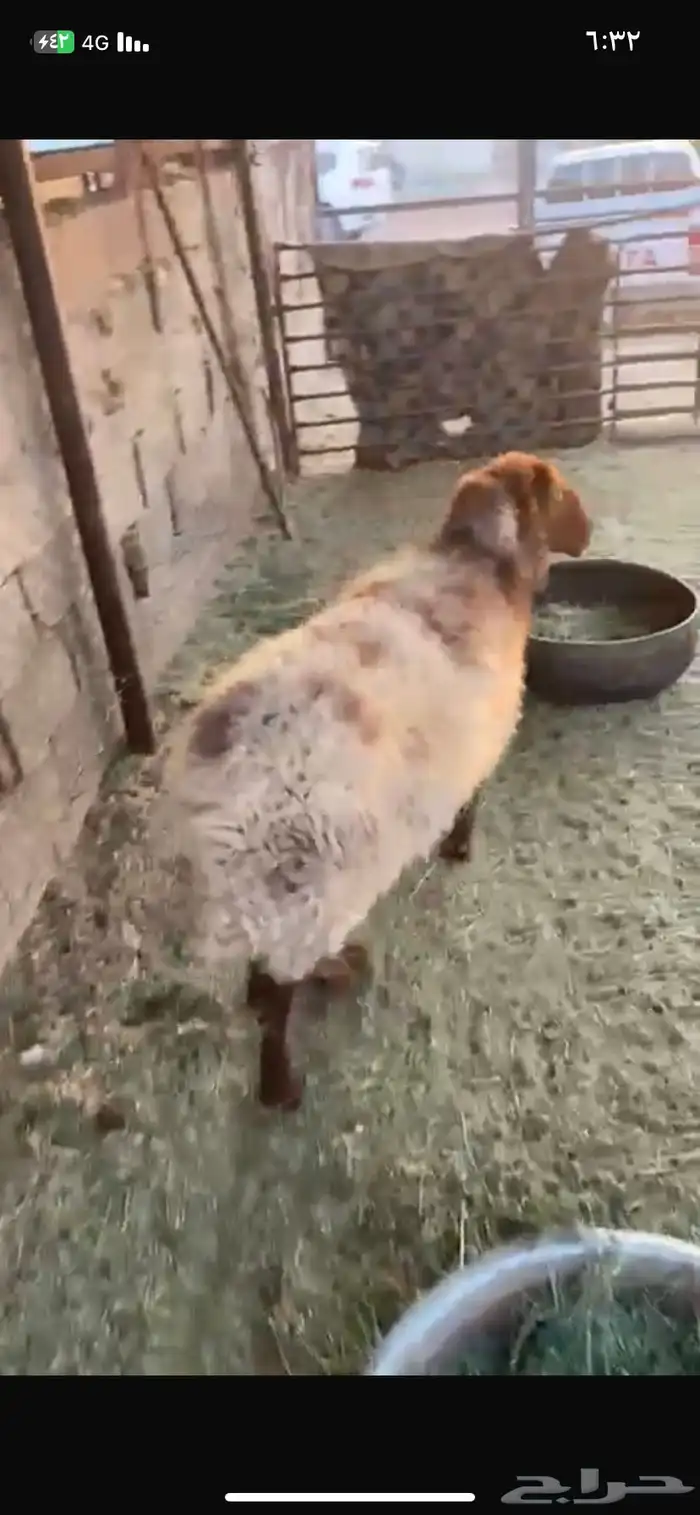 للبيع نعجه شبب سلم سن وديد 0