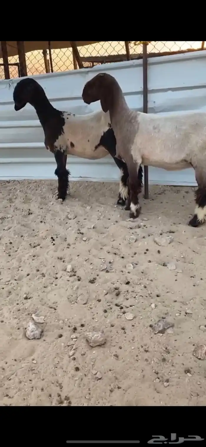 رخال صنف طيبه 3