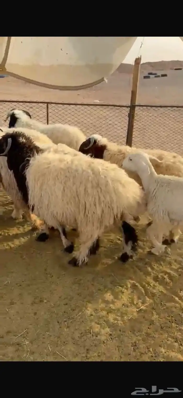 طليان نعيم جبر ناهي جذعان طلي خروف خرفان 1