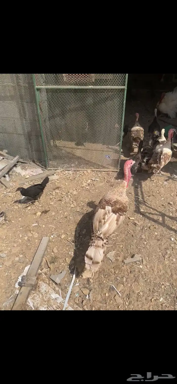 رومي للبيع 4