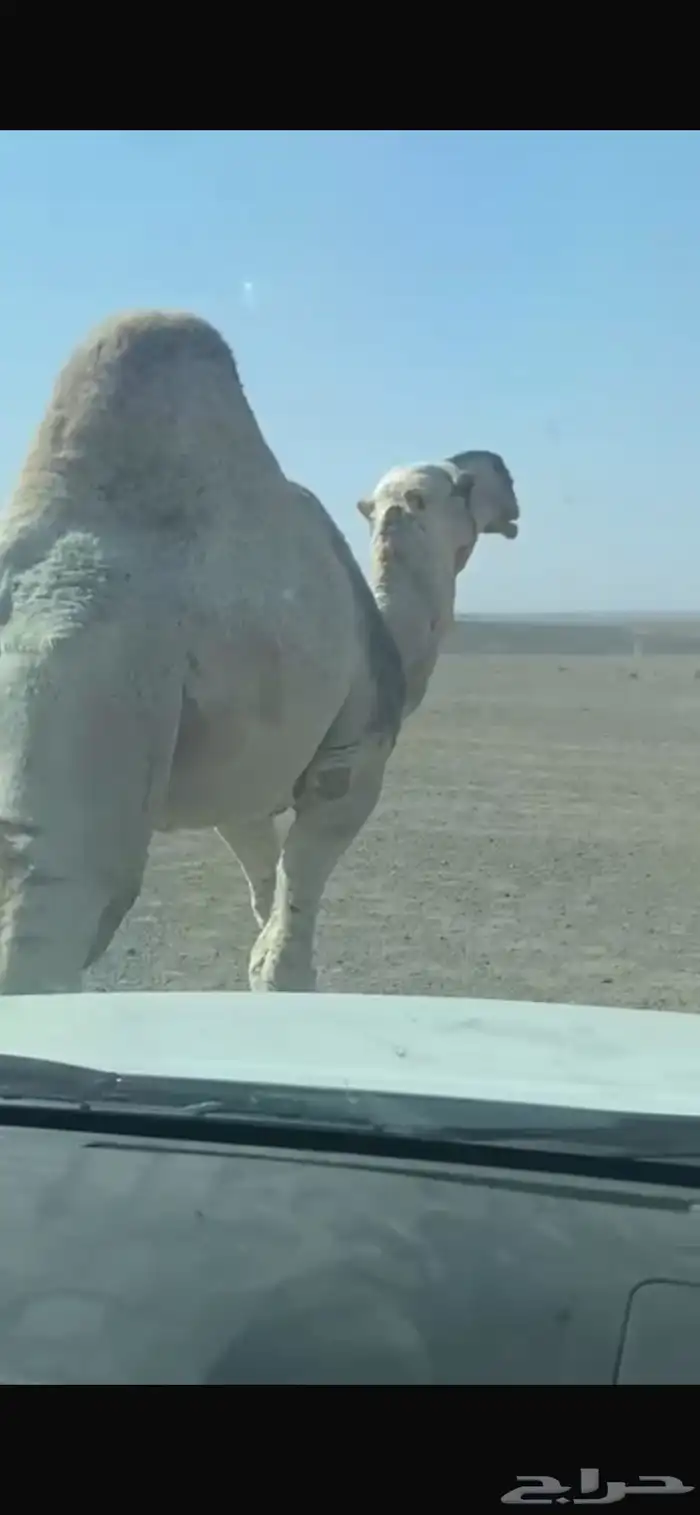 بعير تمامي كفو منتج وشرط 0