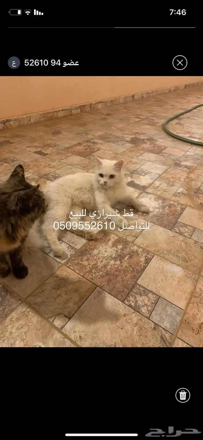 قط شيرازي 0