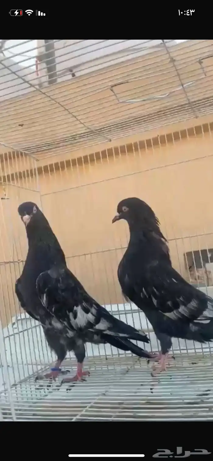 حمام رامبوري اسود 1