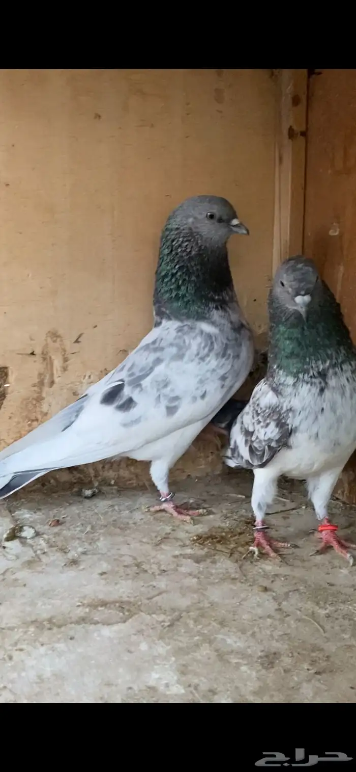 حمام باكستاني 15