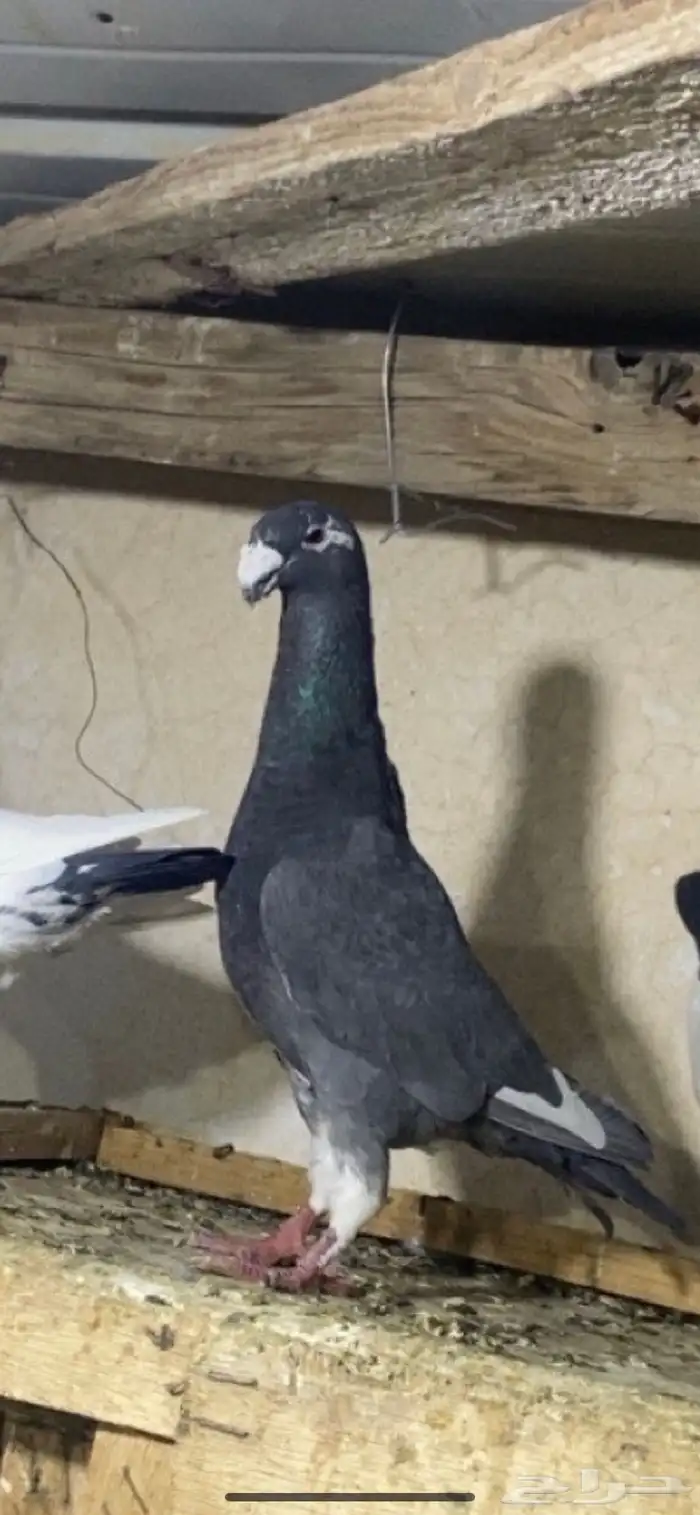 حمام 1