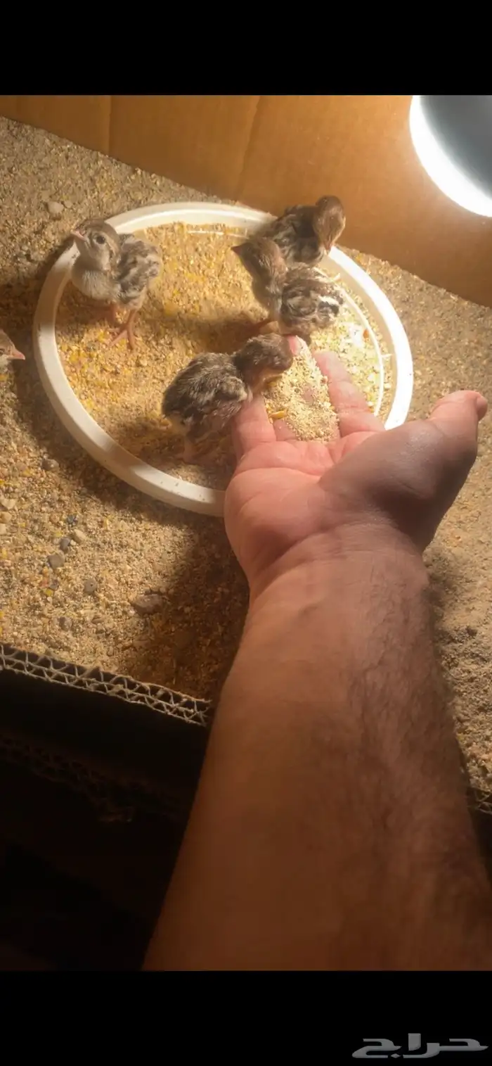 حجل شنير 1