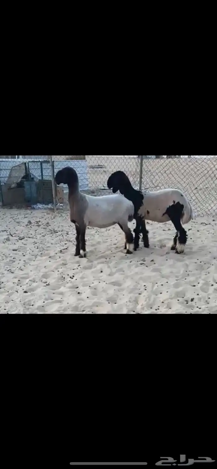 رخال صنف طيبه 0