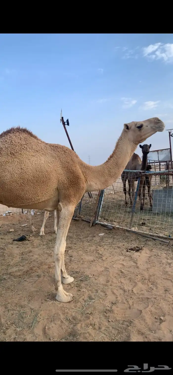 للبيع نياق ضرايب طيبه مسحوبه عيالها 0
