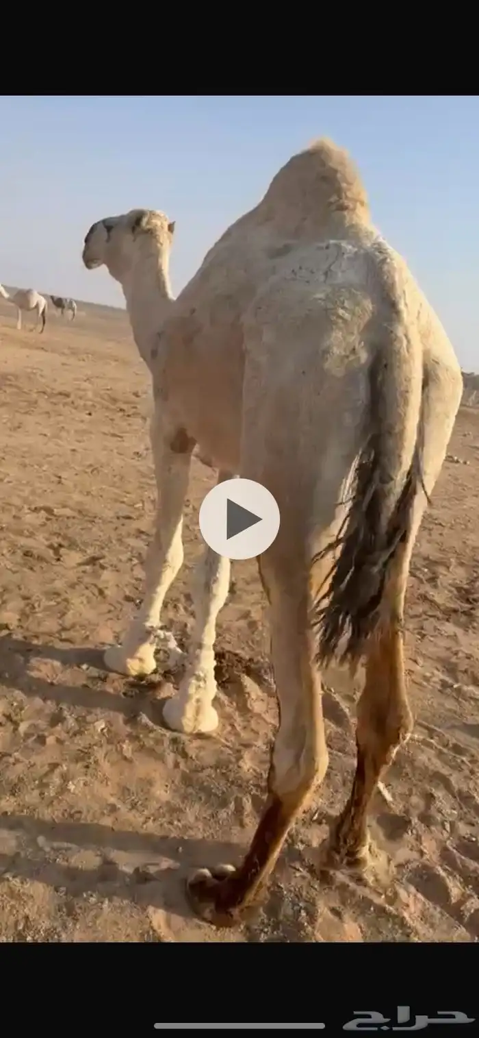 قعود البيع السن ثني طيب 1