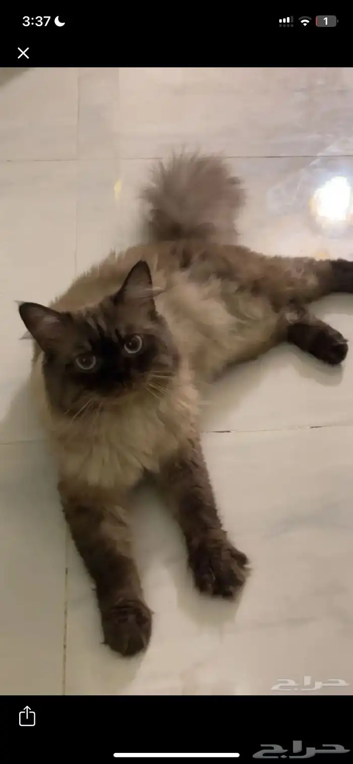 ابي قط للتبني كيتن وعندي كامل الاغراض بس ابي القطوه 0