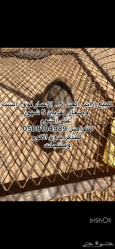بط وارانب. index