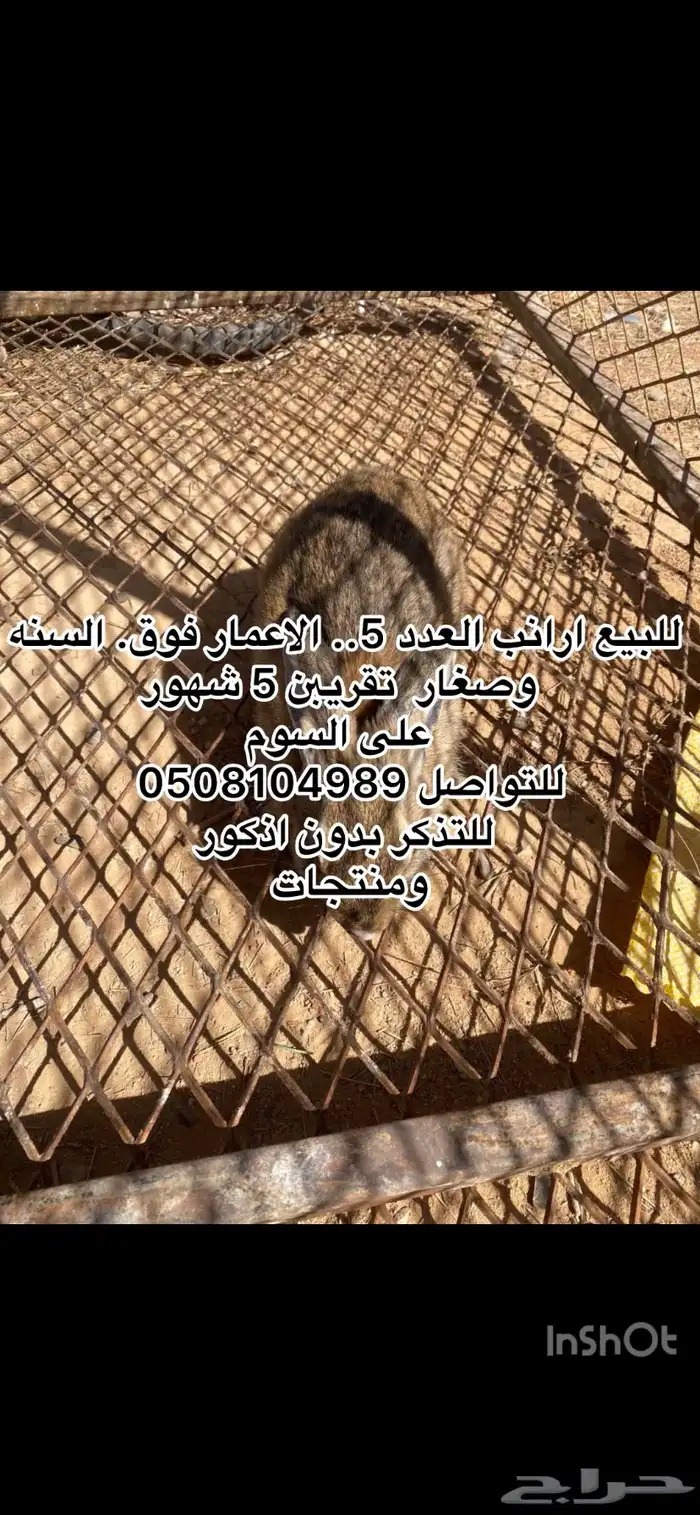 بط وارانب. 6