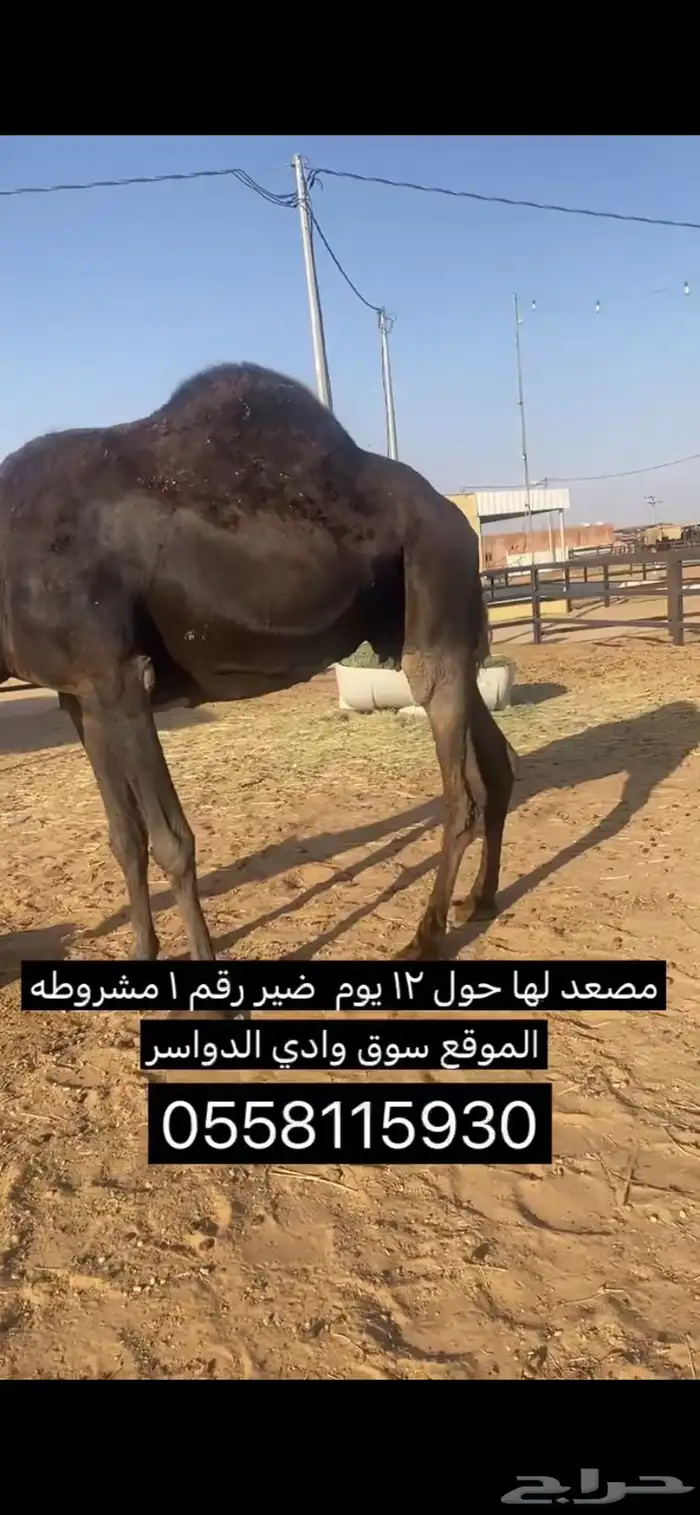 ضير رقم واحد مصعد 0