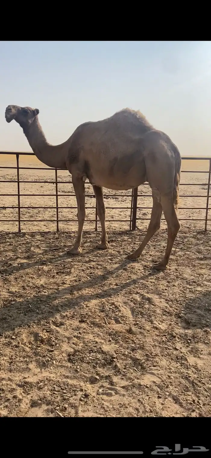 ناقه 0