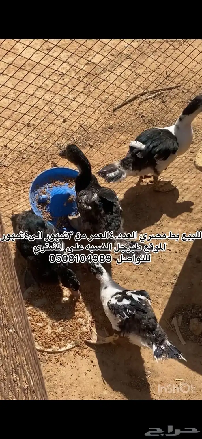 بط وارانب. 0