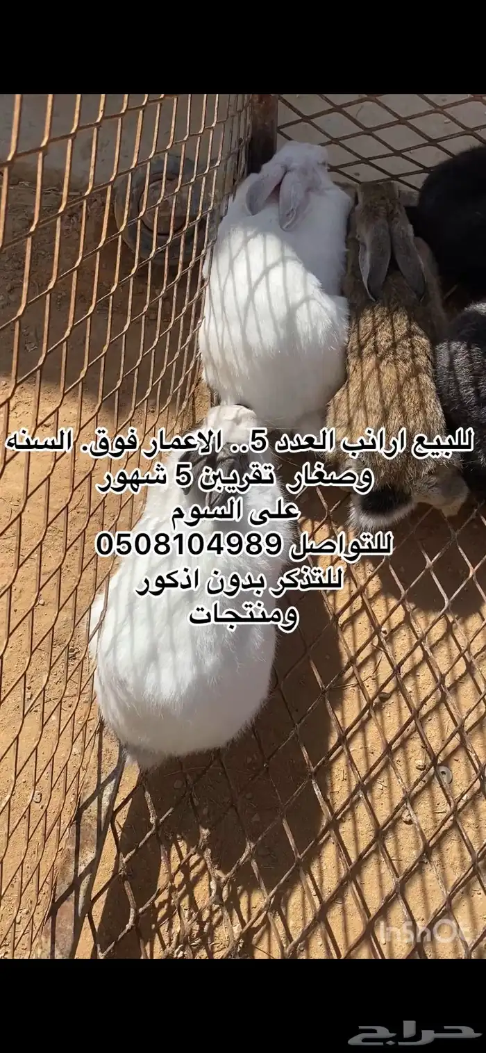 بط وارانب. 3