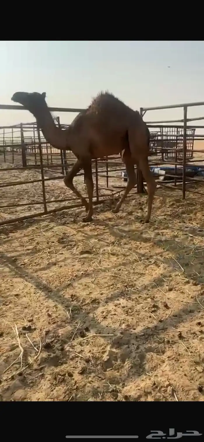 بكره مقفله شحم وصحه وعافيه 0