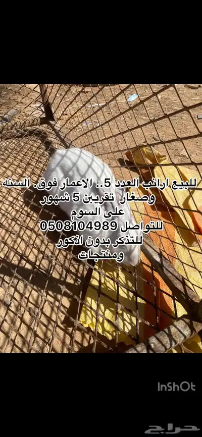بط وارانب. index