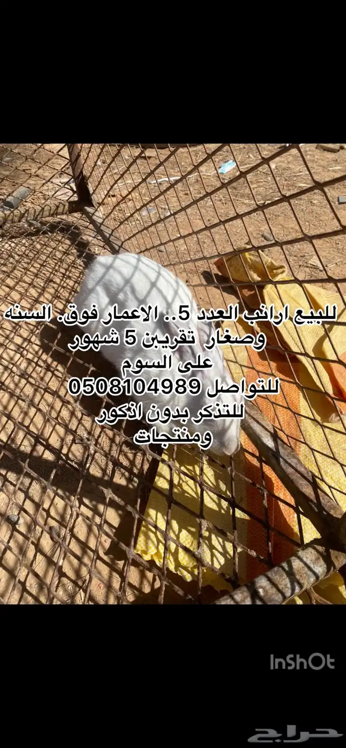 بط وارانب. 7