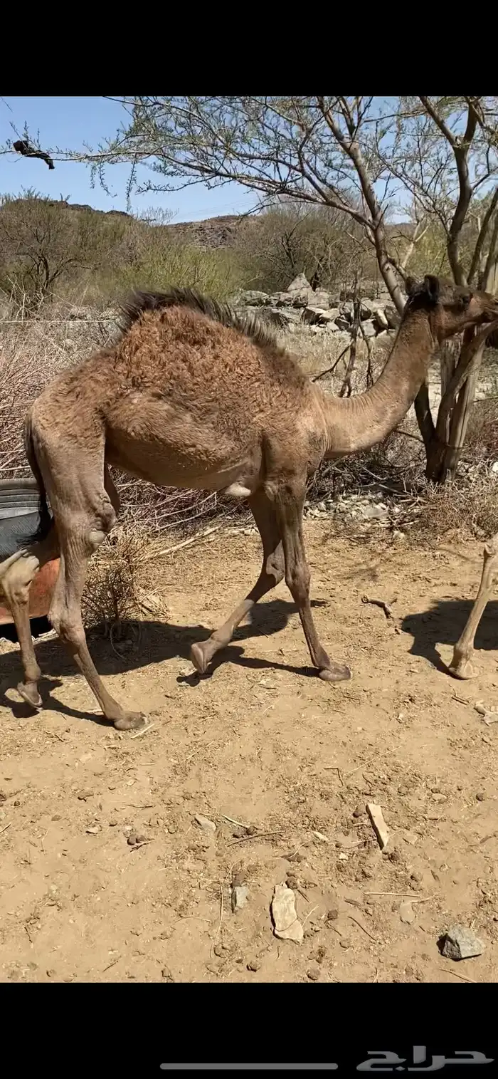 2حيران لبانيااات حشوان 0