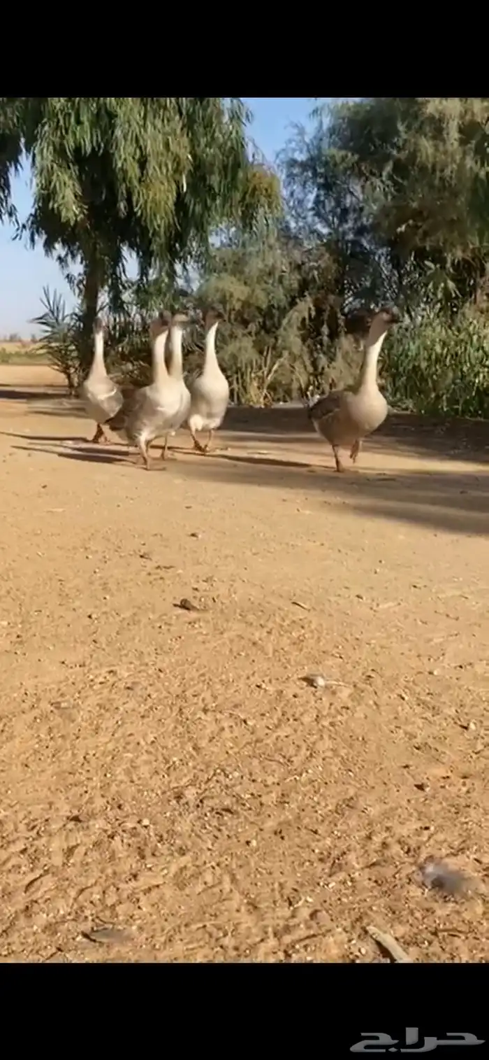 وز عراقي 4