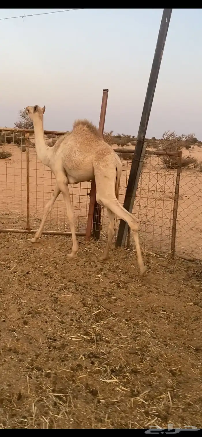قعود 1
