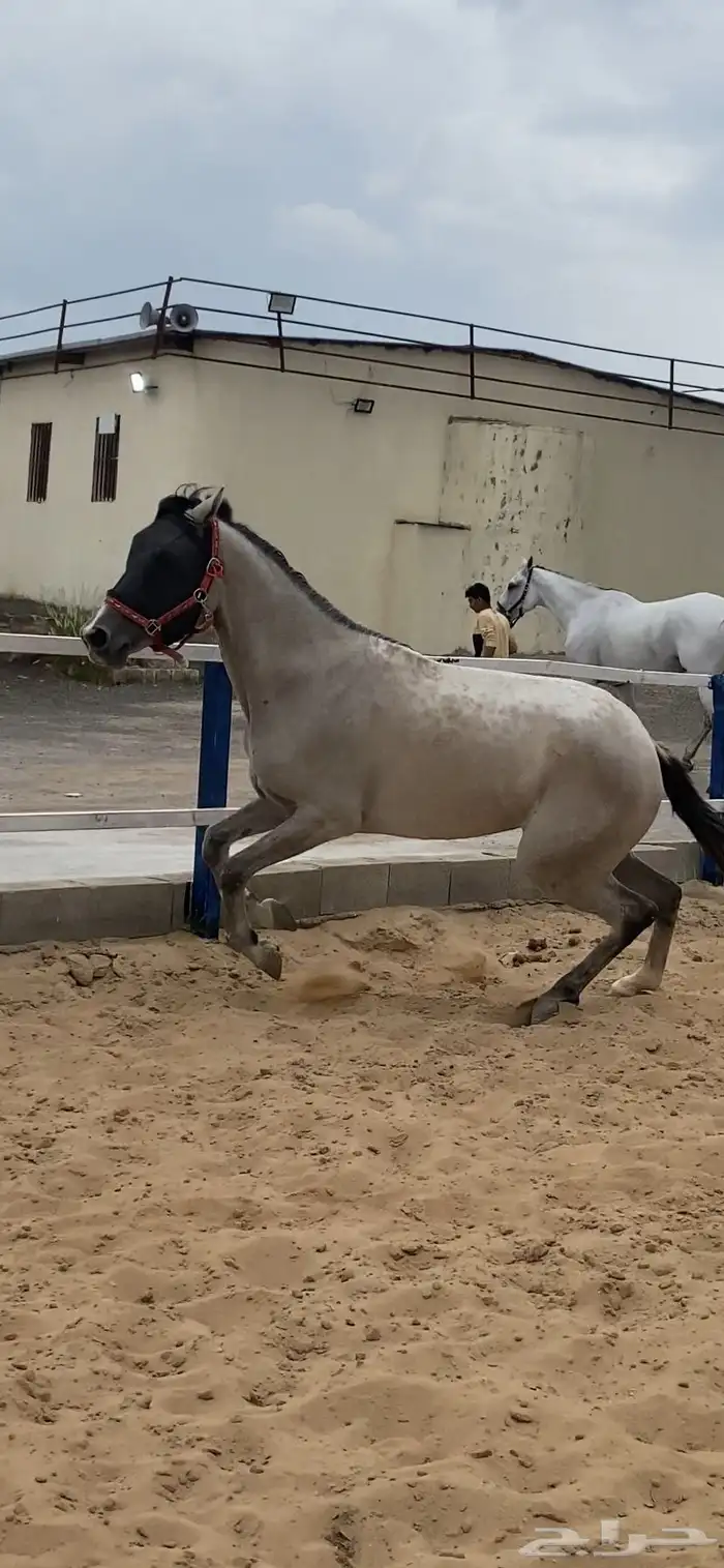 حصان عربي جزيري خصي حار 3