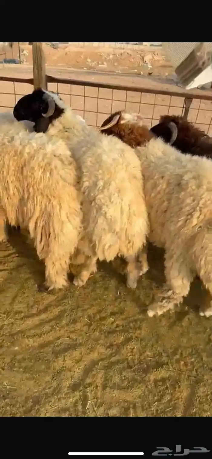 طليان نعيم جبر ناهي جذعان طلي خروف خرفان 2