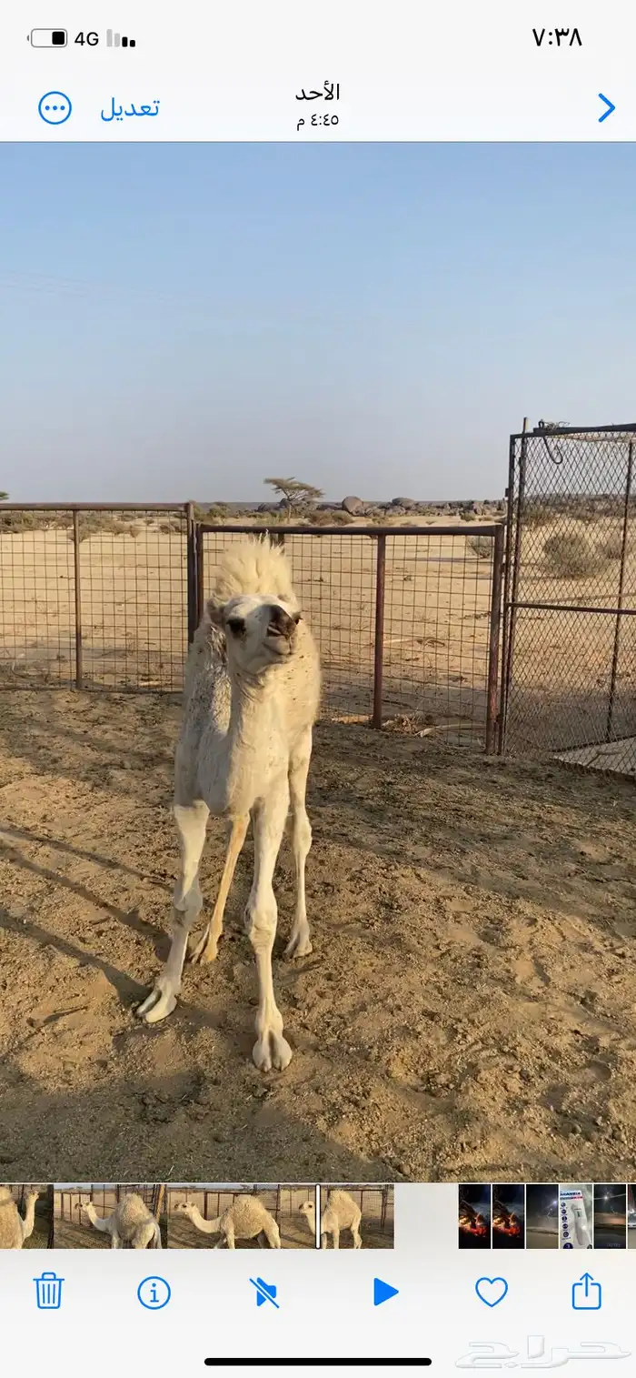 بكره علي الحيب 1