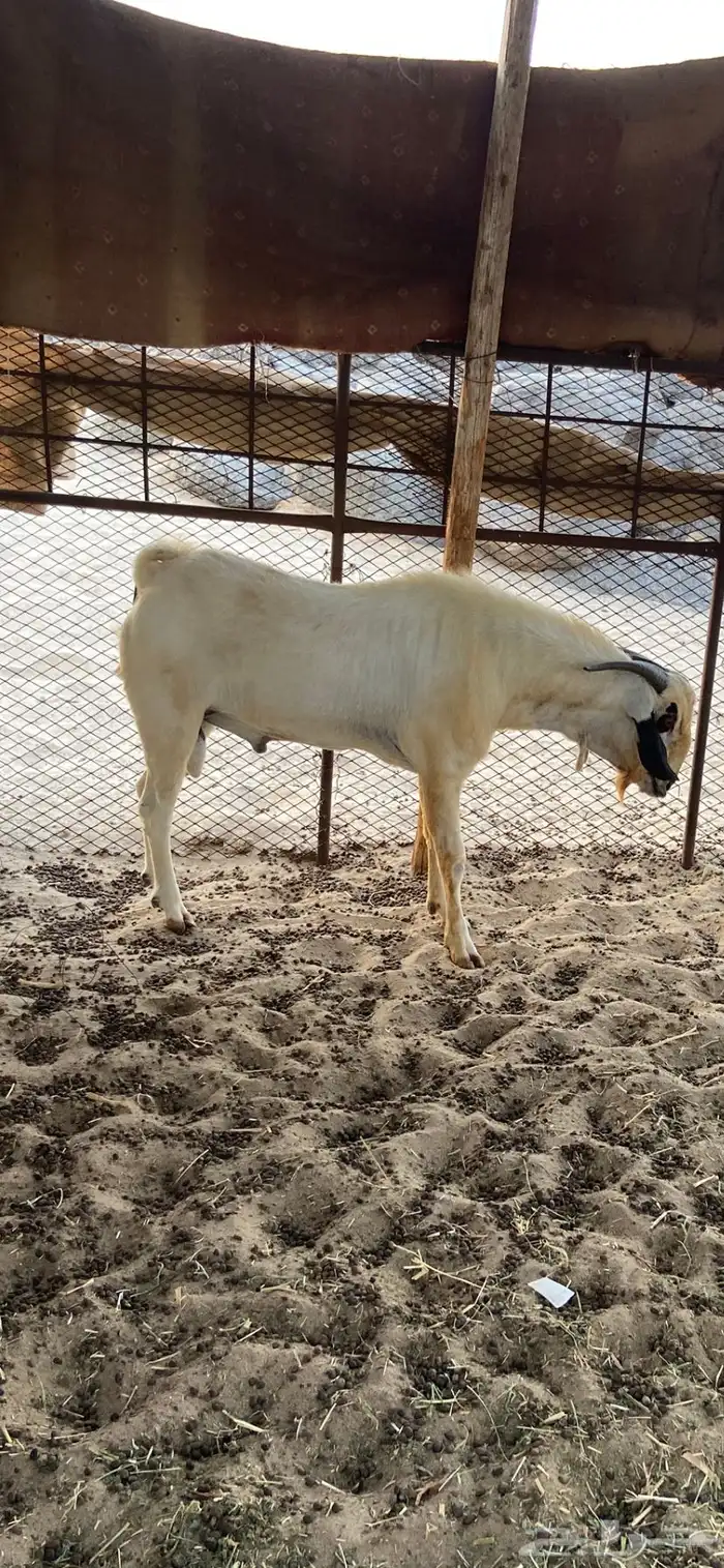 تيس بيشي 4