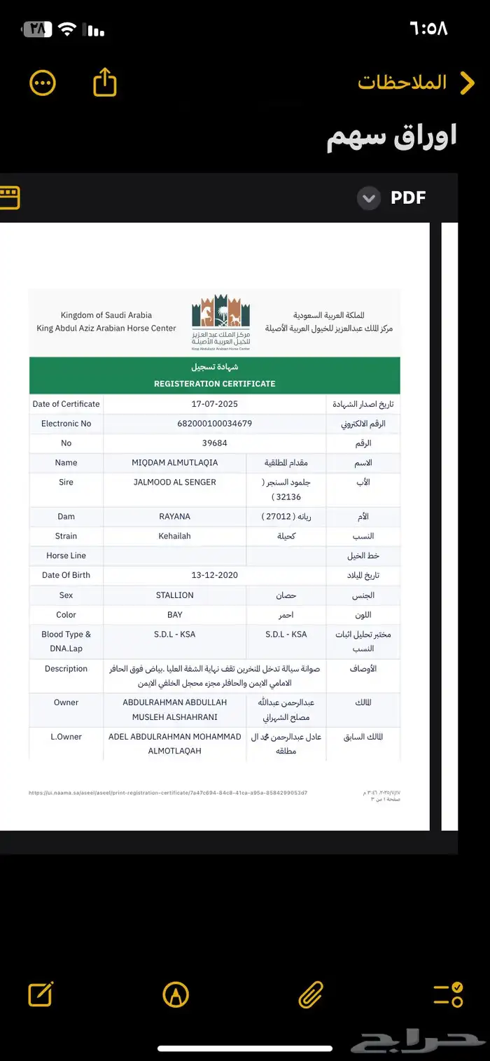 حصان عربي جزيري خصي حار 6