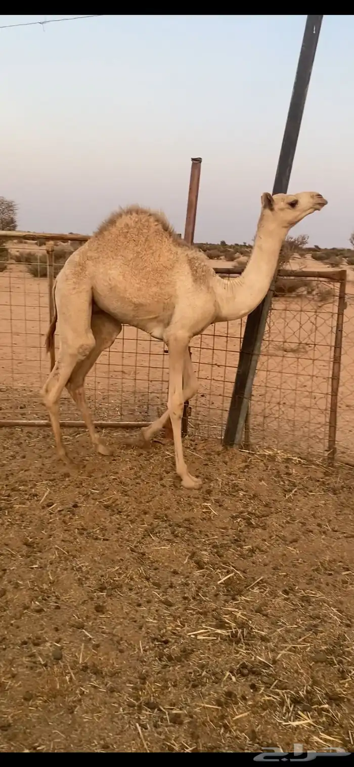 قعود 0