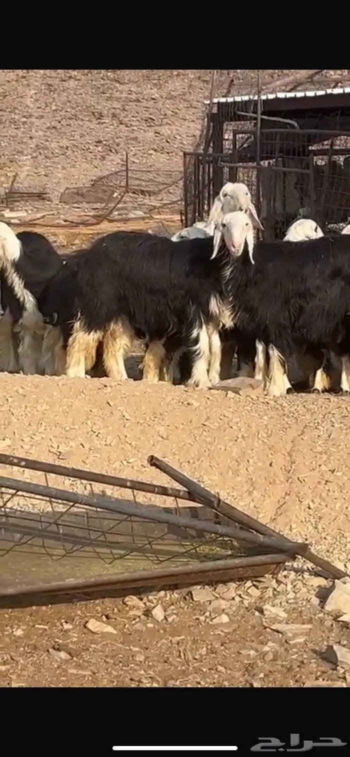 رخال جذعات صنف طيب 3