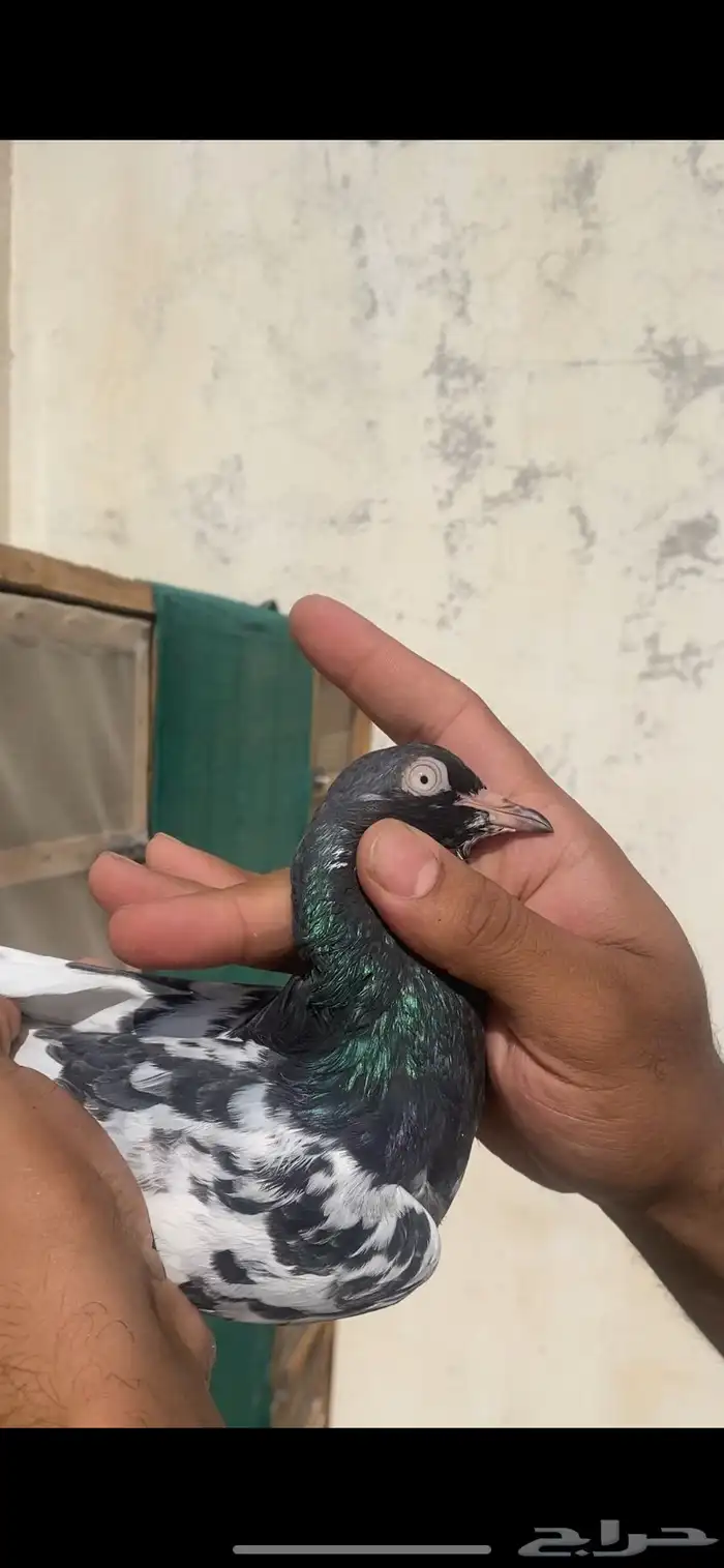 حمام باكستاني 14