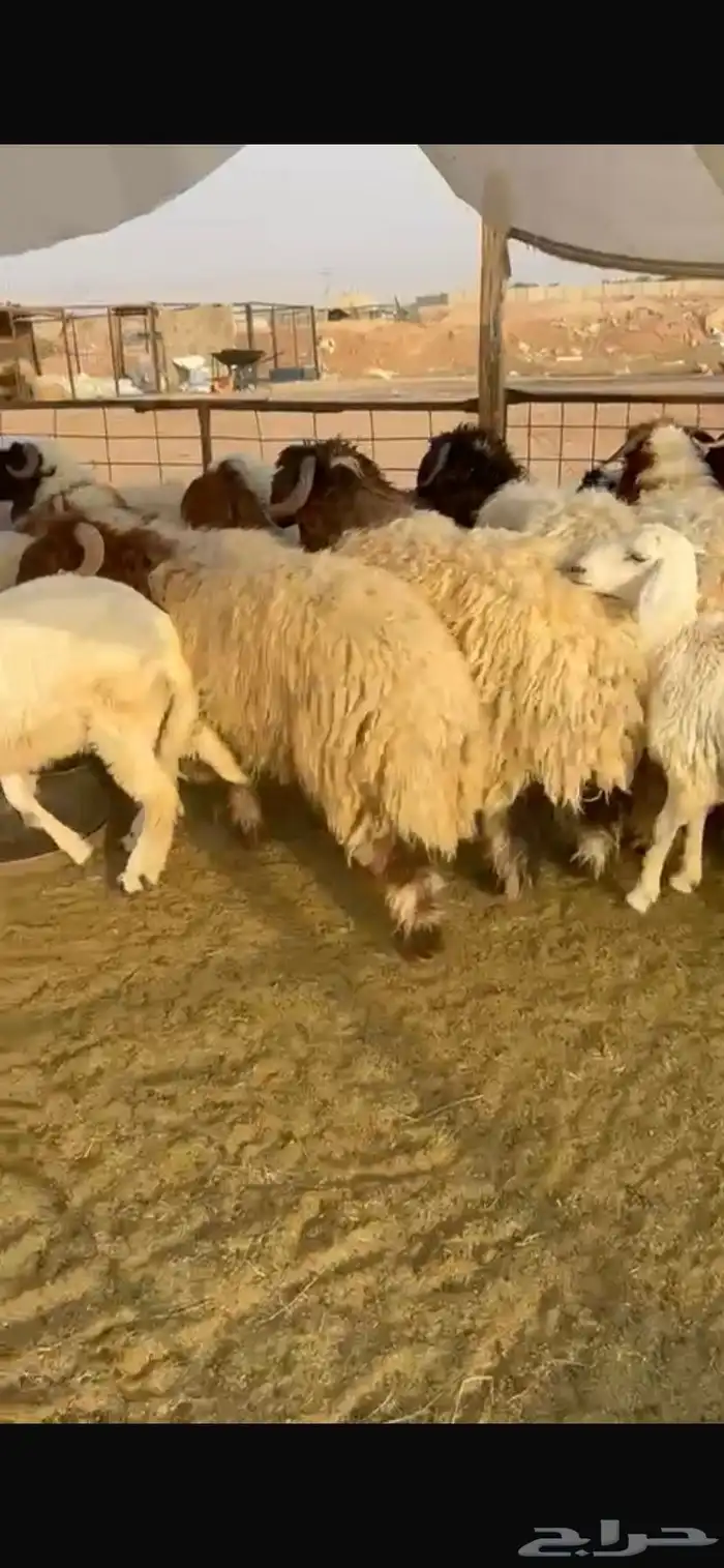 طليان نعيم جبر ناهي جذعان طلي خروف خرفان 3