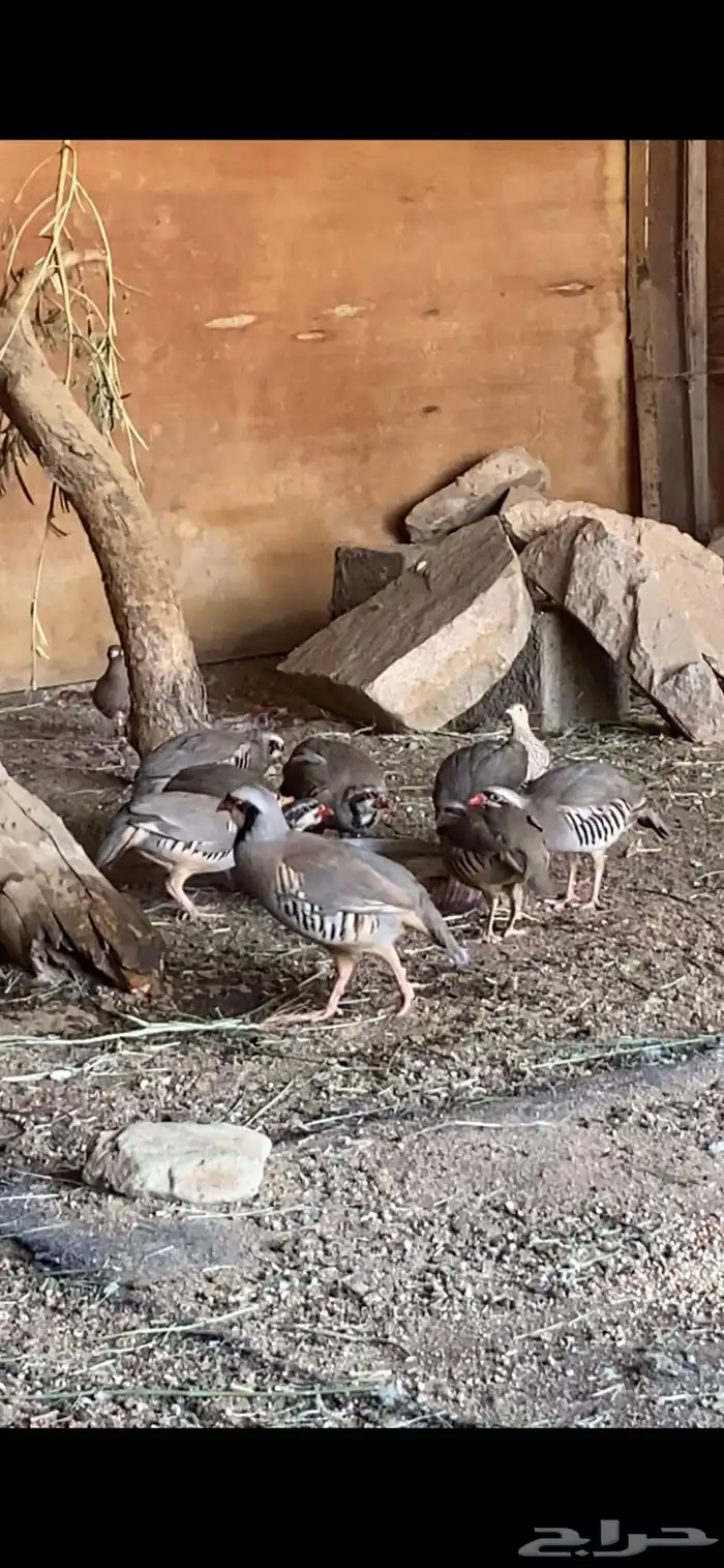 حجل شنير 0