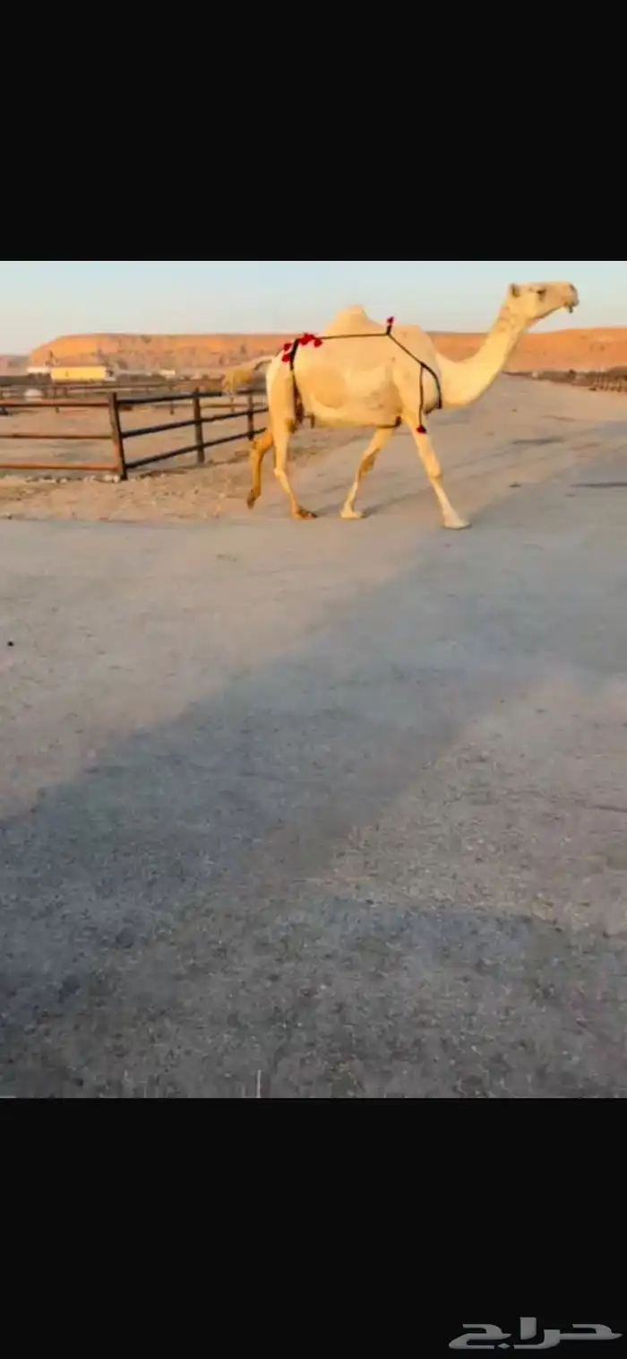 لقحه ملاقي كفو 0