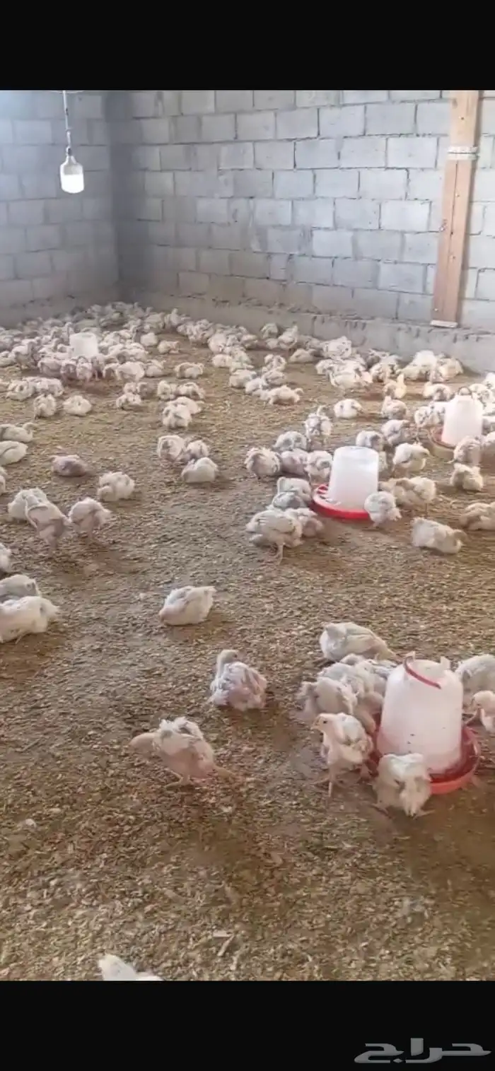 يوجد دجاج لاحم اوزن 1400 1