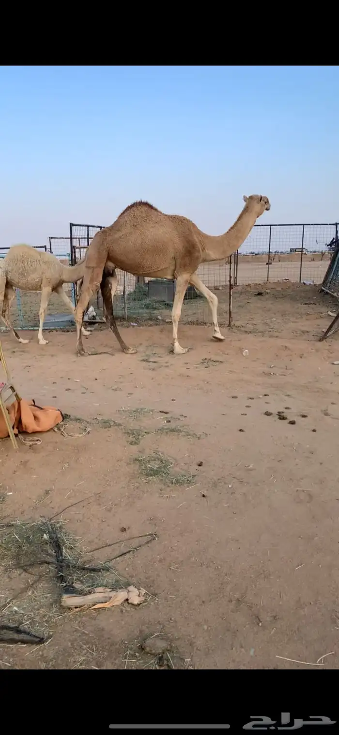 للبيع نياق ضرايب طيبه مسحوبه عيالها 2
