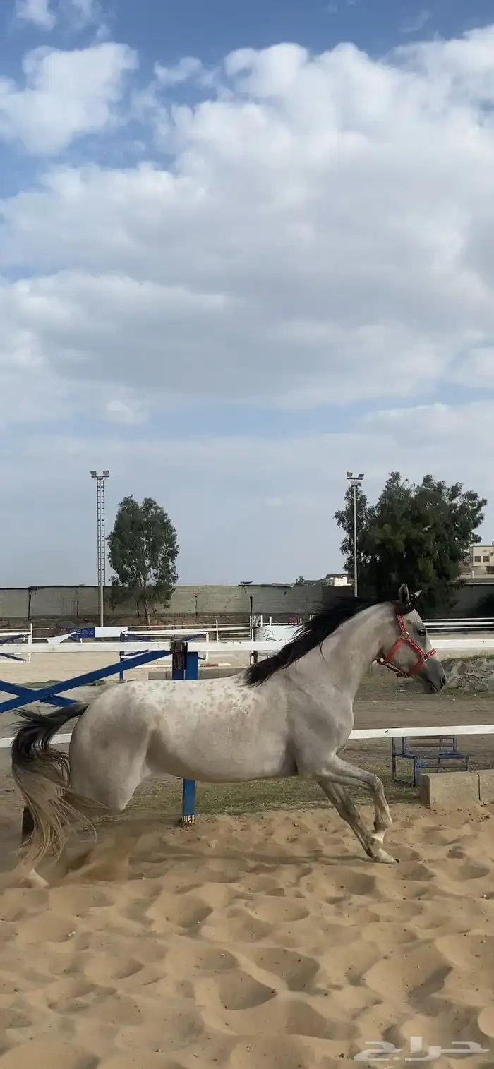 حصان عربي جزيري خصي حار 4