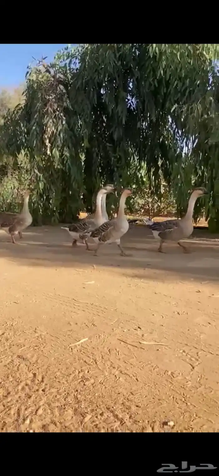 وز عراقي 1
