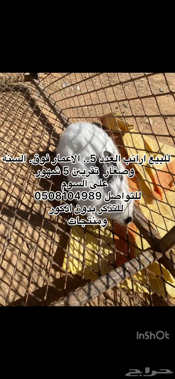 بط وارانب. 4