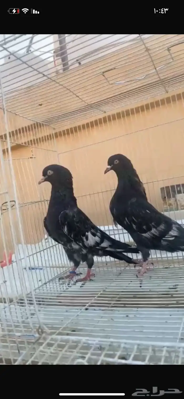حمام رامبوري اسود 0